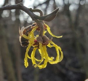Bloeiende toverhazelaar. Deze wordt bevlogen door bijen, maar dat is niet bij elke vari&euml;teit het geval.. 